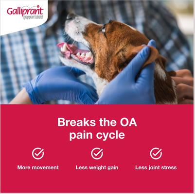 Show full view: Galliprant (grapiprant) Tablets for Dogs, 60-mg, 30 tablets slide 5 of 9