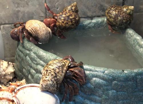 Show full view: Gargeer Soaking Salt Hermit Crab Supplement, 3-oz bag slide 5 of 6