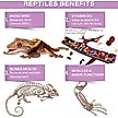 Show in main carousel: Gargeer Tropical Blend Calcium Powder without Vitamin D3 Reptile & Amphibian Supplement, 4-oz bag slide 4 of 5