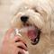 Show in main carousel: Gerrard Larriett Aromatherapy Pet Care Dog & Cat Dental Spray, 8-fl oz bottle slide 6 of 9