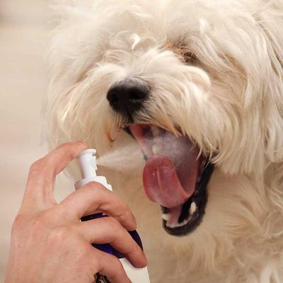 Show full view: Gerrard Larriett Aromatherapy Pet Care Dog & Cat Dental Spray, 8-fl oz bottle slide 6 of 9