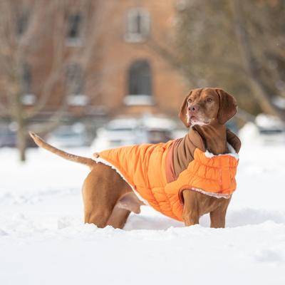 Show full view: GF Pet Camplife Puffer Dog Coat, Orange, Small slide 5 of 8
