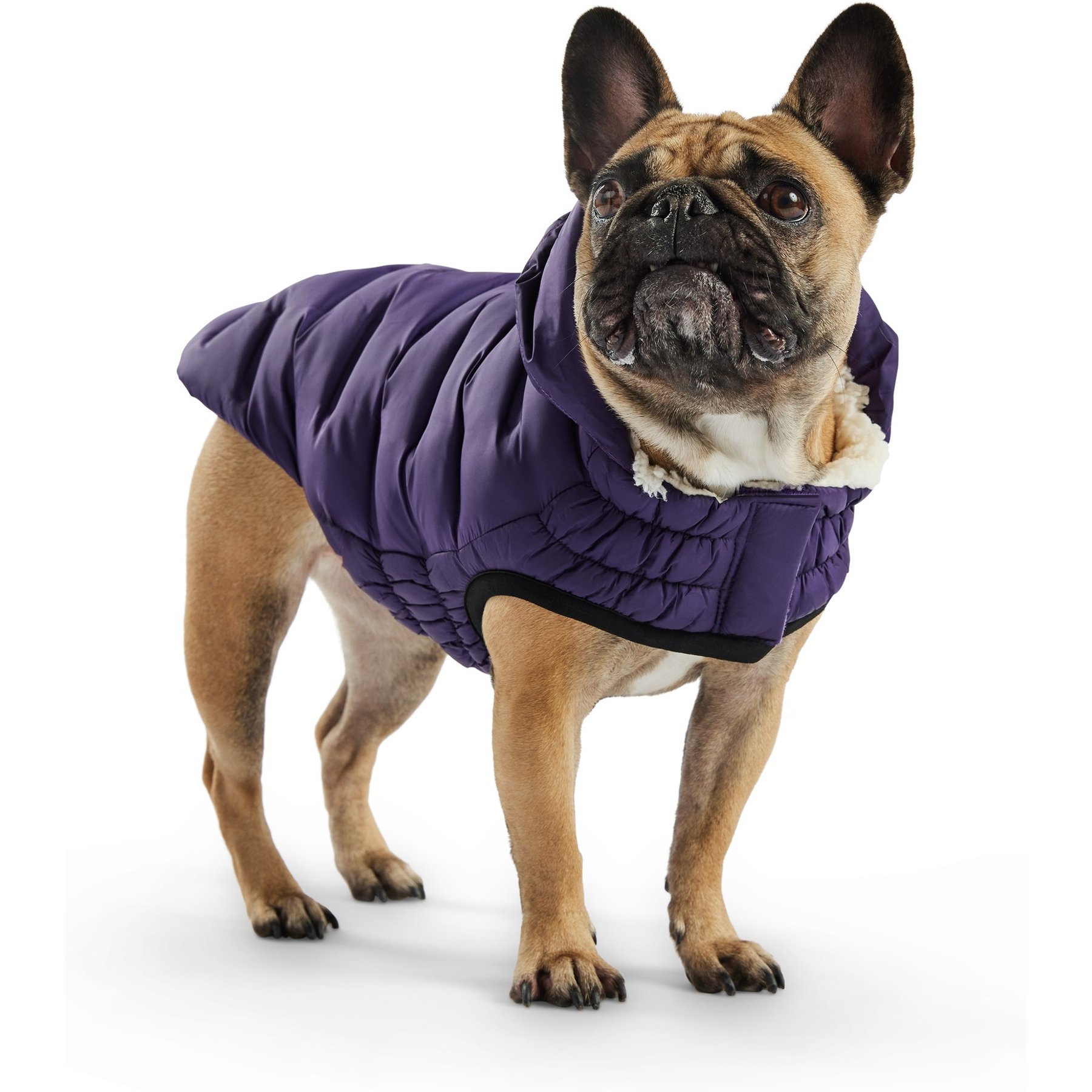 GF Pet Cloud Parka Dog Coat, Purple, X-Large