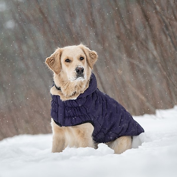 Show full view: GF Pet Cloud Parka Dog Coat, Purple, XX-Small slide 6 of 9