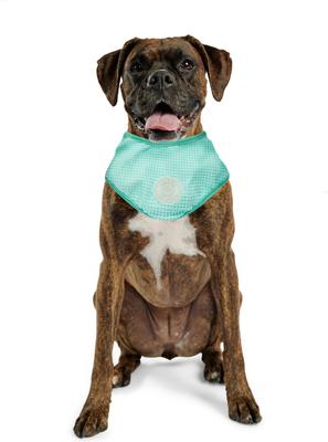 Show full view: GF Pet Ice Band Dog Bandana, Aqua, Large/X-Large slide 7 of 9