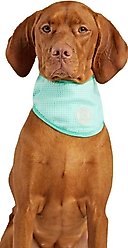 GF Pet Ice Band Dog Bandana, Aqua, Small/Medium