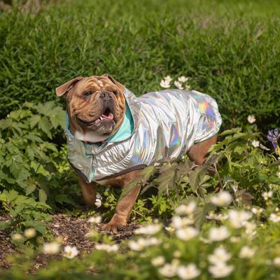 Show full view: GF Pet Neon Reversible Dog Raincoat, Neon Aqua, Large slide 8 of 10