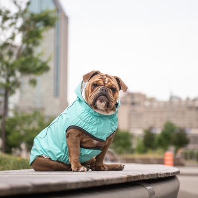 Show full view: GF Pet Neon Reversible Dog Raincoat, Neon Aqua, XX-Large slide 8 of 11