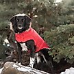 Show in main carousel: GF Pet Urban Parka Dog Coat, Red, XX-Small slide 5 of 7