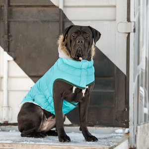 GF Pet Winter Sailor Dog Parka, Aqua, XX-Small