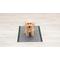 Show in main carousel: Glad for Pets Black Charcoal Puppy Pad, 23" x 23", 50 count slide 4 of 10