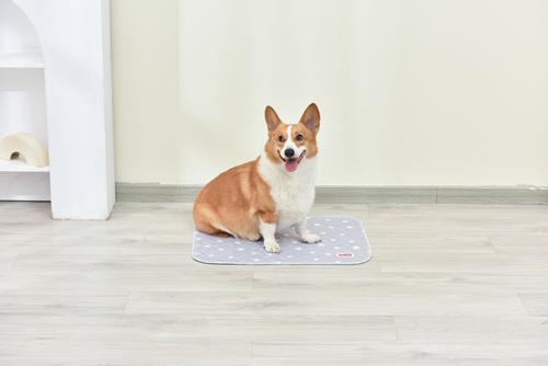 Show full view: Glad for Pets Washable Training Dog Potty Pad, 2 count, Small: 18 x 24-in slide 6 of 8