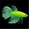 Show in main carousel: GloFish Betta Aquarium Water Conditioner, 2-fl oz bottle slide 4 of 8