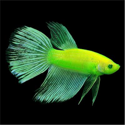Show full view: GloFish Betta Aquarium Water Conditioner, 2-fl oz bottle slide 4 of 8