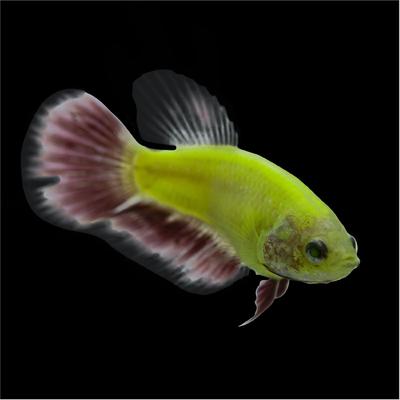 Show full view: GloFish Betta Aquarium Water Conditioner, 2-fl oz bottle slide 5 of 8