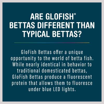 Show full view: GloFish Betta Aquarium Water Conditioner, 2-fl oz bottle slide 6 of 8