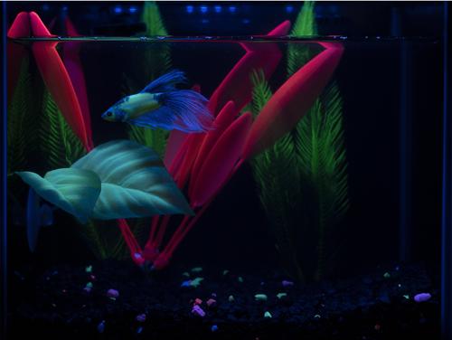 Show full view: GloFish Betta Leaf Fish Artificial Plants slide 9 of 9