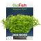 Show in main carousel: GloFish Javamoss Aquarium Plant slide 1 of 10