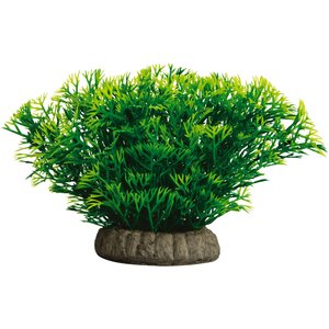 GloFish Javamoss Aquarium Plant