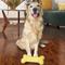 Show in main carousel: Gnawsome Spikey MegaBone Dog Toy, Color Varies, 11.5-in slide 4 of 6