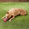 Show in main carousel: Gnawsome Squeak & Light LED Soccer Ball Dog Toy, Color Varies, Medium slide 3 of 6