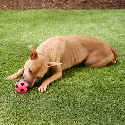 Show full view: Gnawsome Squeak & Light LED Soccer Ball Dog Toy, Color Varies, Medium slide 3 of 6