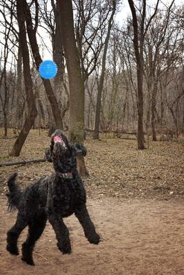 Show full view: Gnawsome Squeaker Ball Dog Toy, Color Varies, Medium slide 4 of 8