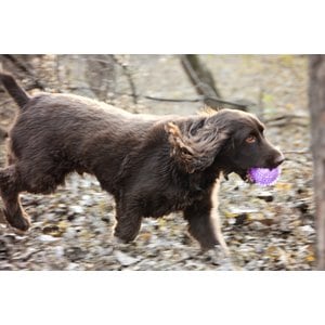 Gnawsome Squeaker Ball Dog Toy, Color Varies, Small