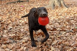 Gnawsome Squeaker Ball Dog Toy, Color Varies, X-Large slide 2 of 6
