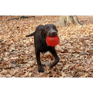 Gnawsome Squeaker Ball Dog Toy, Color Varies, X-Large