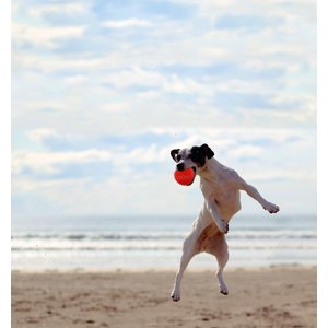 Gnawsome Squeaker Ball Dog Toy, Color Varies, X-Large