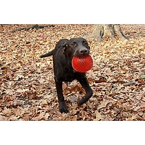 Gnawsome Squeaker Ball Dog Toy, Color Varies, X-Large