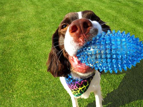 Show full view: Gnawsome Squeaker Football Dog Toy, Color Varies, Medium slide 5 of 9