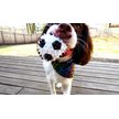 Show in main carousel: Gnawsome Squeaker Soccer Ball Dog Toy, Medium slide 4 of 9