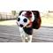 Show in main carousel: Gnawsome Squeaker Soccer Ball Dog Toy, Medium slide 4 of 9
