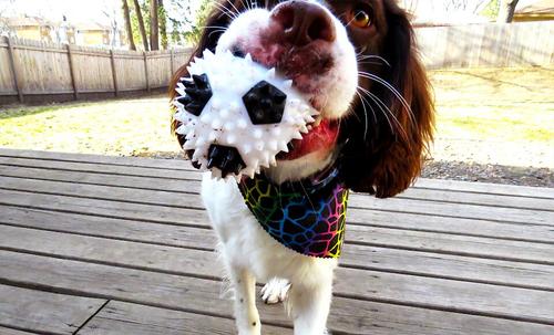 Show full view: Gnawsome Squeaker Soccer Ball Dog Toy, Medium slide 4 of 9