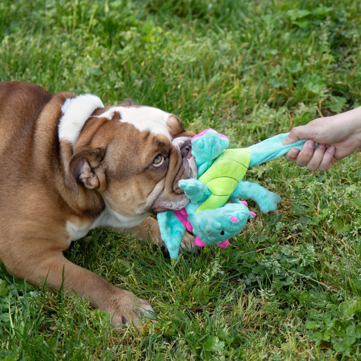 GODOG Dragons Chew Guard Dog Toy, Seafoam, Medium - Chewy.com