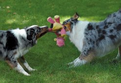 GoDog Dragons Chew Guard Squeaky Plush Dog Toy, Coral, Large slide 2 of 6