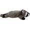 Show in main carousel: GoDog Flatz Raccoon Squeaky Plush Dog Toy, Brown, Large slide 5 of 8