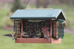 Going Green Suet Cages Premier Wild Bird Feeder, Large: 5-lb slide 2 of 2