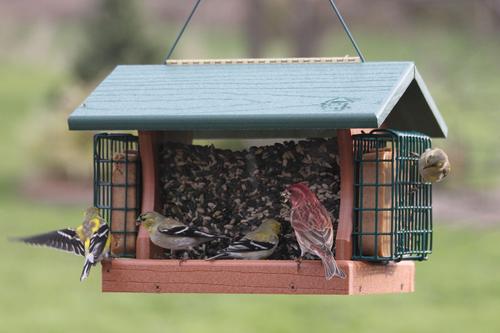 Show full view: Going Green Suet Cages Premier Wild Bird Feeder, Large: 5-lb slide 2 of 3