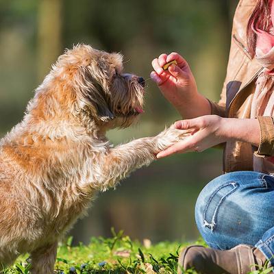 Show full view: Good 'n' Tasty Triple Flavor Roll-Ups Cheese, Beef & Pork Gourmet Dog Treats, 4-oz bag slide 10 of 11