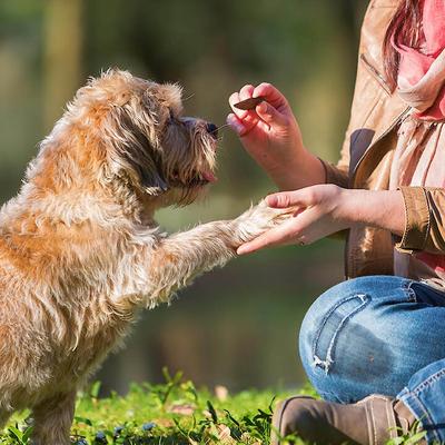Show full view: Good 'n' Tasty Triple Flavor Wavy Chips Variety Pack Chicken, Cheese & BBQ Dog Treats, 10-oz bag slide 10 of 11
