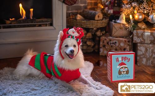 Show full view: Good Salt Pet Christmas Snowman Holiday Gift Pack Dog Toy Variety Pack, Multi Color slide 2 of 2