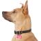 Show in main carousel: GoTags Anodized Aluminum Personalized Dog ID Tag, Bone, Pink, Regular slide 6 of 8