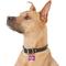 Show in main carousel: GoTags Anodized Aluminum Personalized Dog ID Tag, Bone, Purple, Regular slide 6 of 8