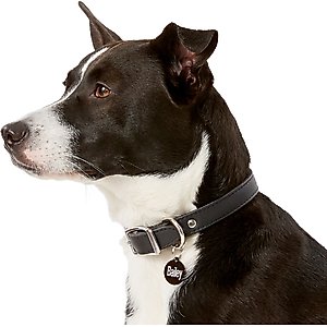 GoTags Anodized Aluminum Personalized Dog ID Tag, Round, Black, Small