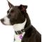 Show in main carousel: GoTags Anodized Aluminum Personalized Dog ID Tag, Round, Purple, Small slide 6 of 8