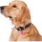 Show in main carousel: GoTags Anodized Aluminum Personalized Silencer Dog & Cat ID Tag, "Oh...I am lost", Pink slide 5 of 6
