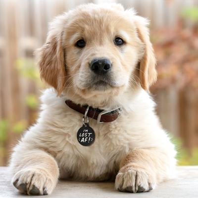 Show full view: GoTags I'm Lost AF! Bone Personalized Dog ID Tag slide 3 of 3